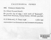 Uromyces bicolor image